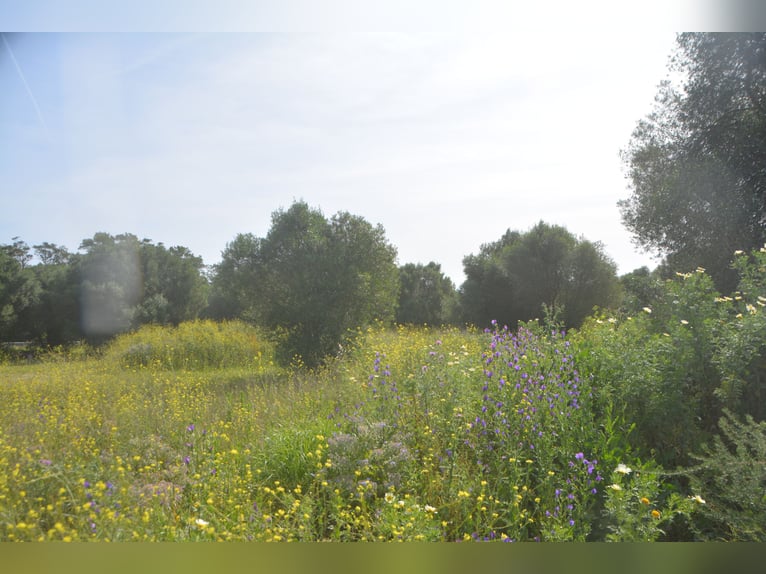 Schöne Finca mit besonderem Charme