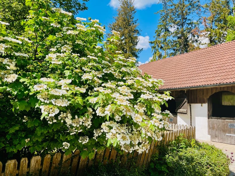 Situé dans un endroit parfaitement calme, avec une conception solide – une ambiance de ferme traditi