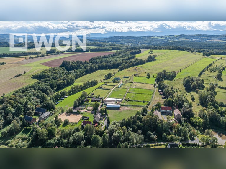 Tinkersstoeterij in Zuid west Polen