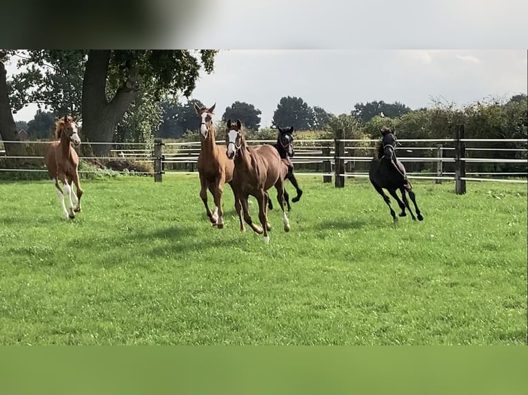 Traumhafte Reitanlage in Bestlage nähe Vechta !