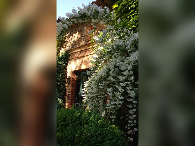 Très belle propriété dans le sud de l'Espagne, près de Séville.