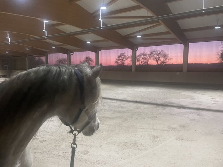 Trésor dans la vallée de l'Altmühl – Ferme rénovée avec goût, équipée d'une petite installation éque