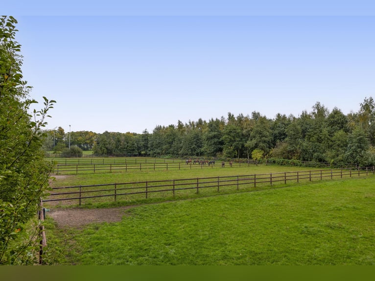 Un endroit magnifique pour le bonheur des chevaux !