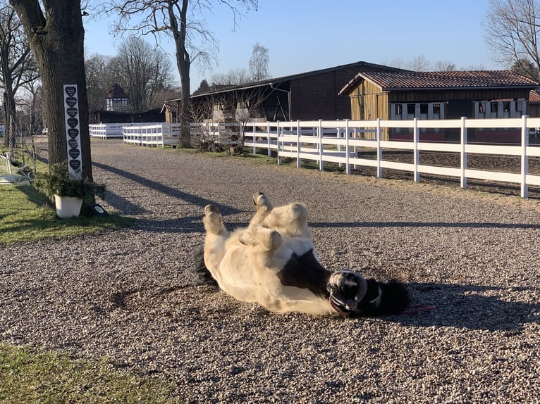 Vacances avec votre cheval 5 étoiles
