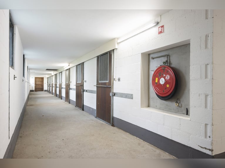 VENDU : Écurie complète avec maison de campagne près de la frontière allemande aux Pays-Bas.