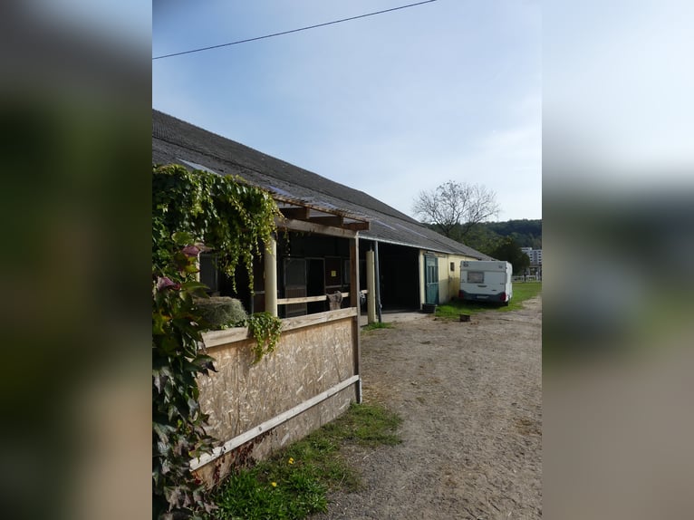 Vergabe der Reitsportanlage Monaise im Erbbaurecht