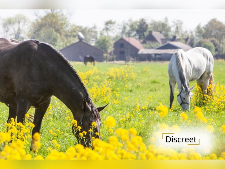 Villa de campagne avec dépendances et pâturages sur 23 740 m² à Ardooie | Belgique