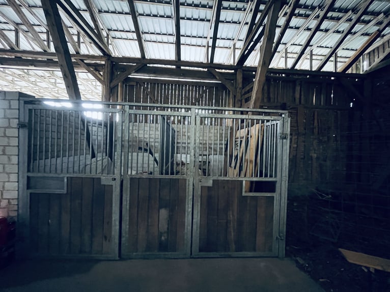 Wohnen, Arbeiten & Natur – historischer Hof mit 250 m² Wohnfläche und eigenem Waldstück