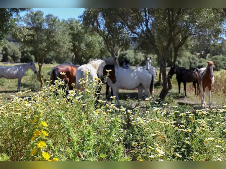 Wunderschöne Finca mit Offenstall - 4km vom Atlantik - traumhaftes Ausreitgelände