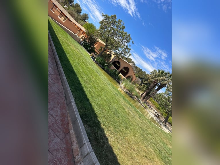 WUNDERSCHÖNE, HOCHWERTIGE REITANLAGE MIT EXCLUSIVER VILLA & VIEL LAND