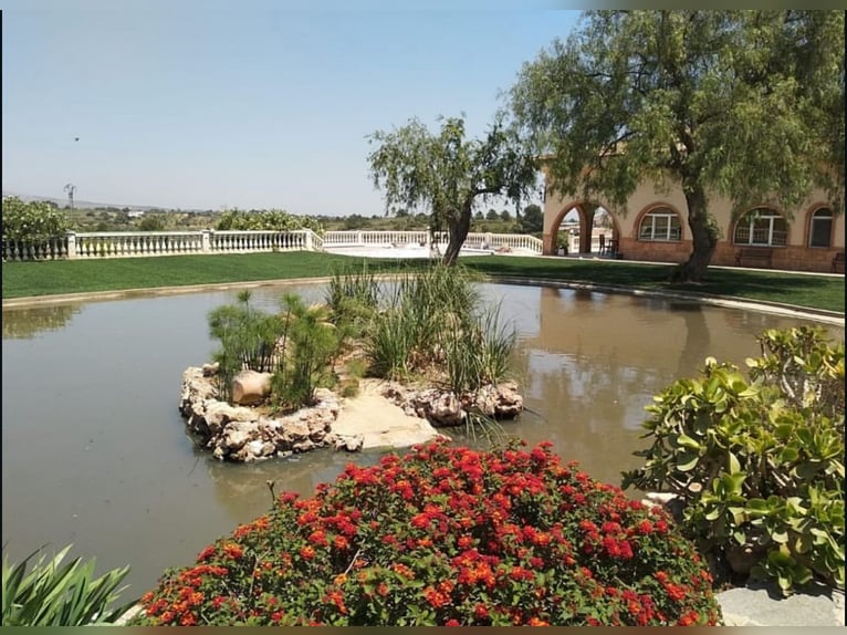 WUNDERSCHÖNE, HOCHWERTIGE REITANLAGE MIT EXCLUSIVER VILLA & VIEL LAND
