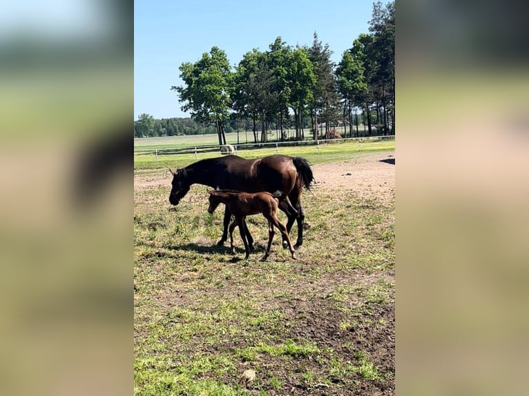 Wydzierżawię stajnię wraz z gospodarstwem rolnym