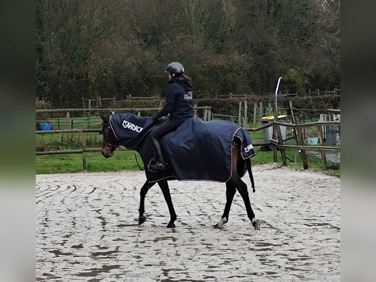 Chemise imperméable pour monter 