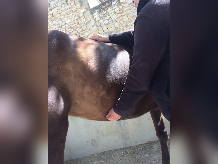 Séances bien-être equines et humaines  Séances bien-être equines et humaines