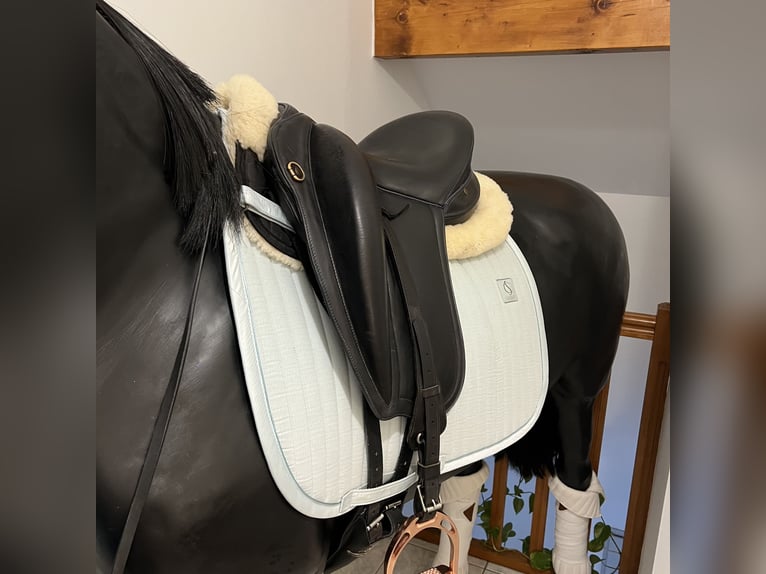 Selle Gaston Mercier dressage 