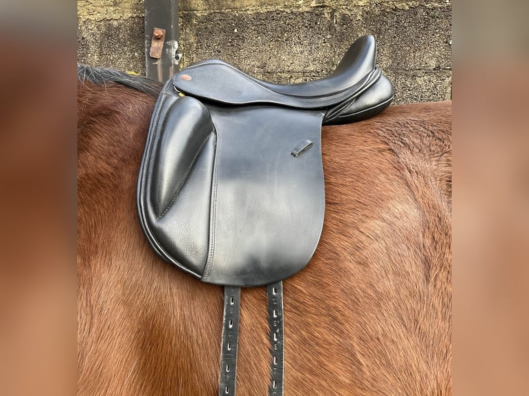 Selle Kent&Masters 17"5