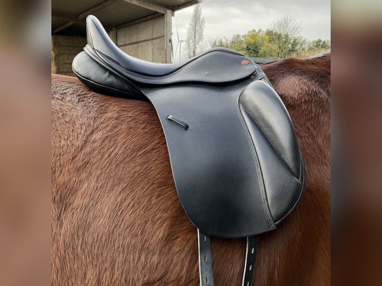 Selle Kent&Masters 17"5