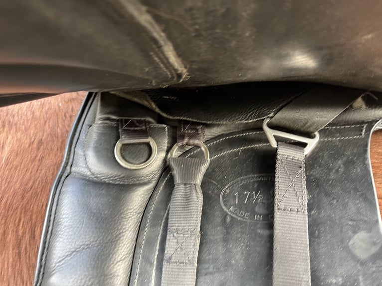 Selle Kent&Masters 17"5