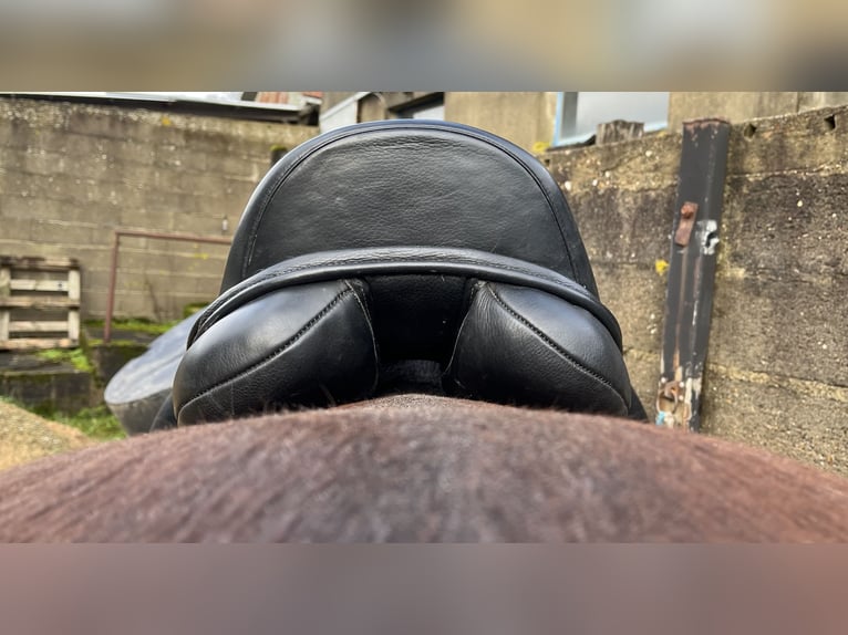 Selle Kent&Masters 17"5