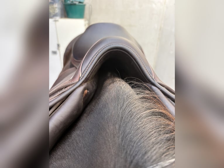 Selle jump’in premium havane