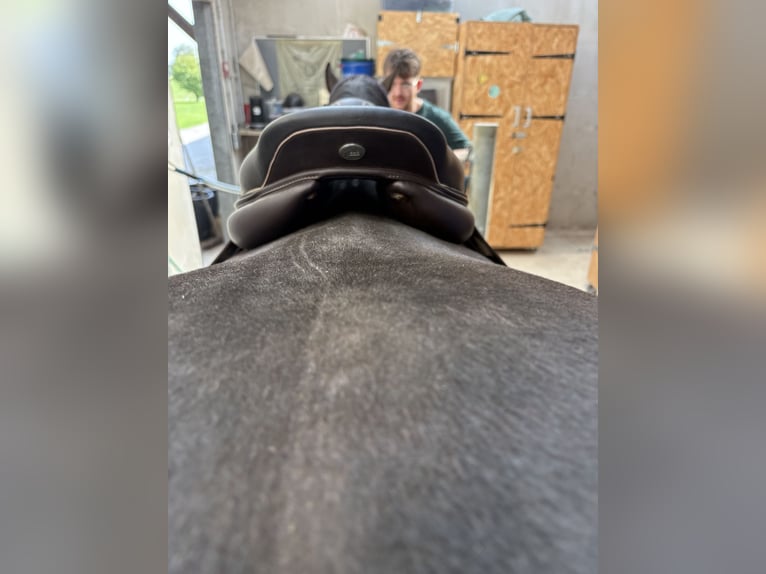 Selle jump’in premium havane