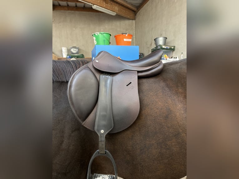 Selle jump’in premium havane
