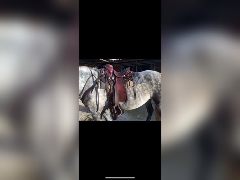 Selle western mexicaine collier de chasse et tapis