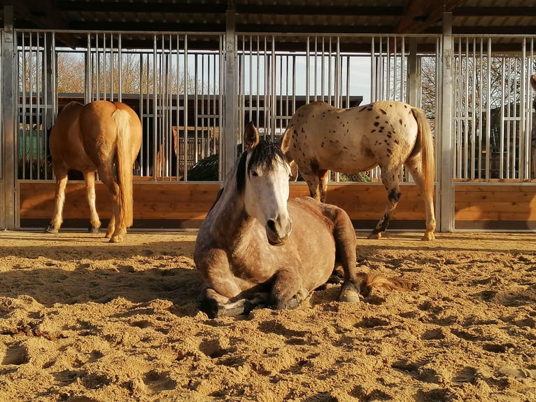 Abri de pâture et box extérieur à vendre, abri pour chevaux | Abri de pâture idéal pour vos chevaux