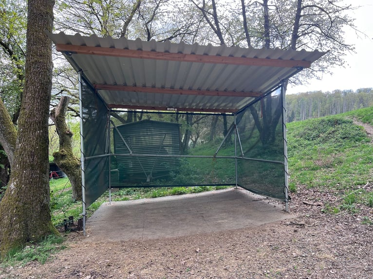 Abri pour pâturage ou paddock, été comme hiver