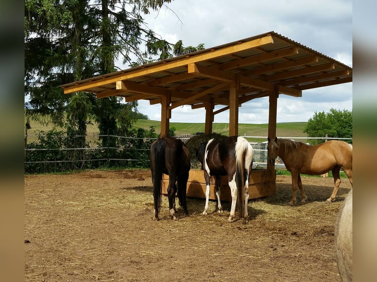 Mangeoire à foin de haute qualité, 2 x 2 m, en bois massif, extrêmement robuste, avec un toit de 5 x