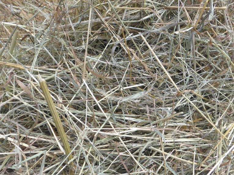 Ballotins de foin ronds, balles de foin, foin pour chevaux, moutons, écorce