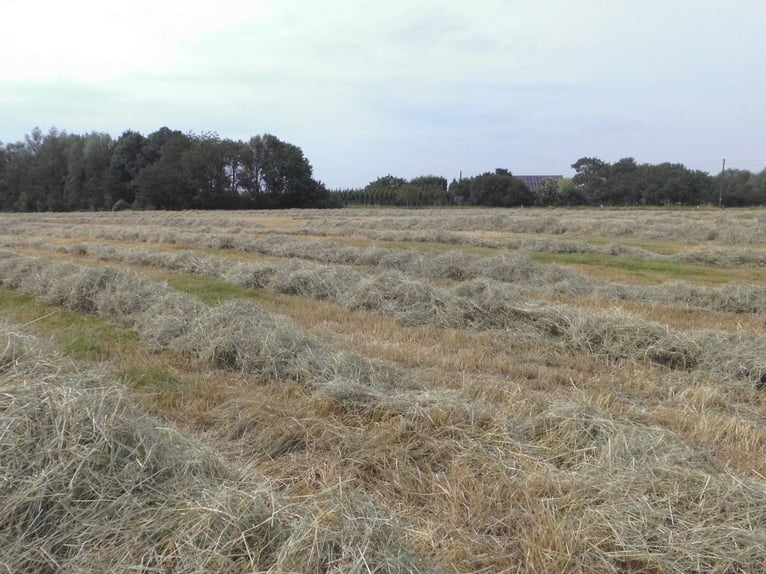 Foin rond, foin biologique, foin pour chevaux