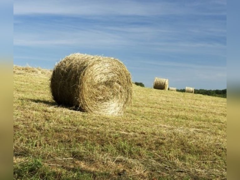 Rundballen, Heu, Schnitt 2025 Rundballen, Heu, Schnitt 2025