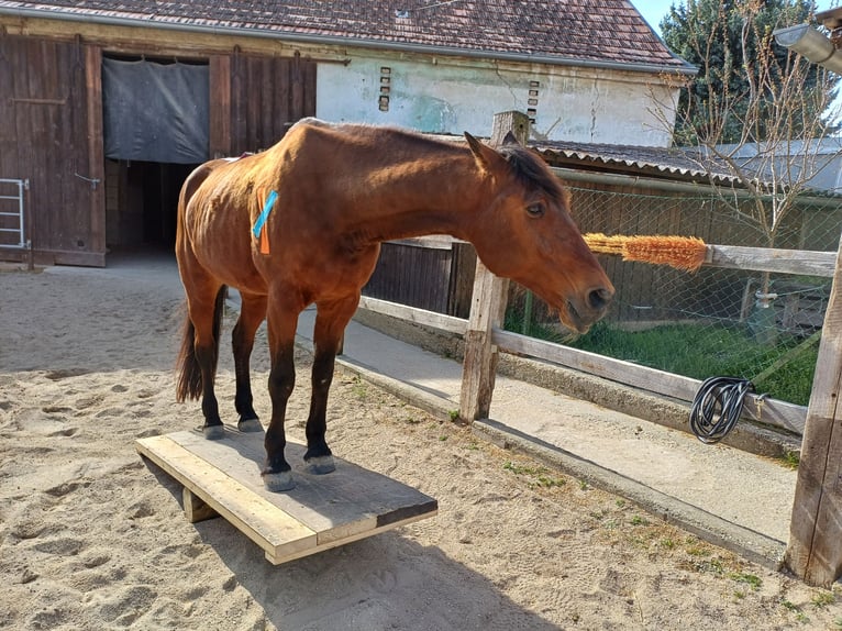 Balance de cheval à bascule