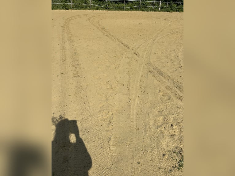 Sable de saut Kirchhellener