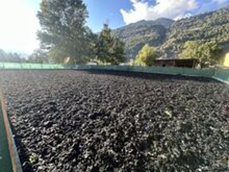 Schnitzel pour sol d'arène – Softground d'environ 8,8 tonnes à prix avantageux