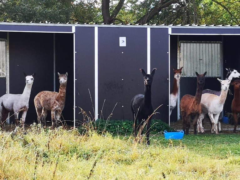 AKTION fahrbare Weidehütte, Außenbox, Pferdebox, mobil, versch. Größen und Ausstattung