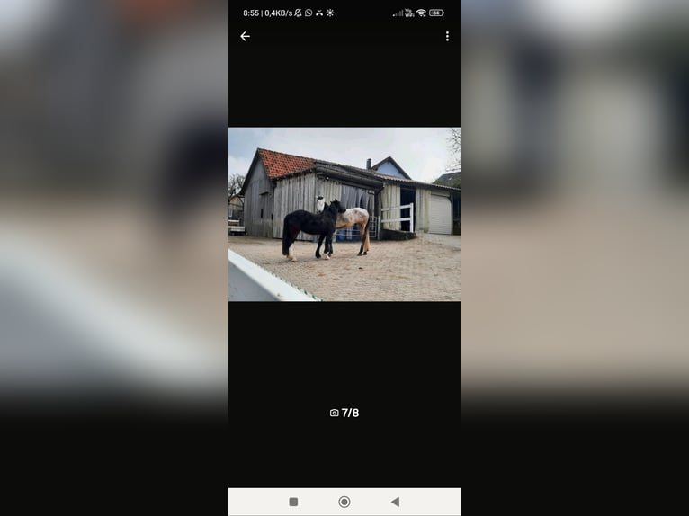 Boxe, stalle ou paddock disponible