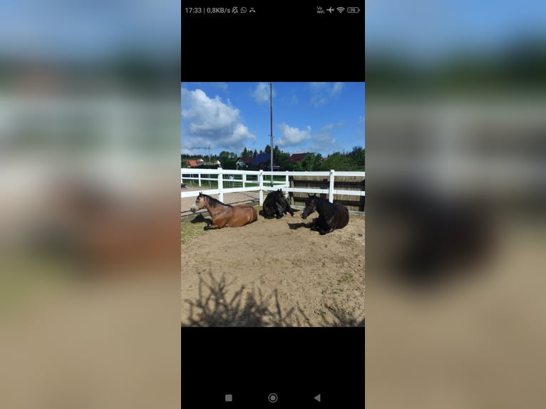 Boxe, stalle ou paddock disponible