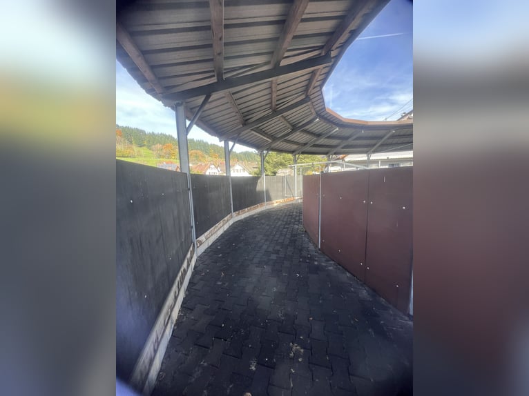 Pferde-Führanlage, für 4 Pferde