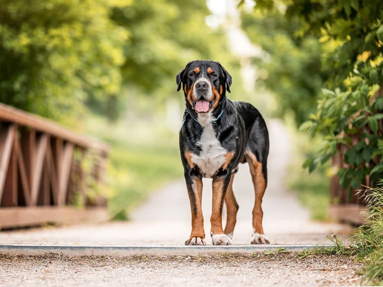 Photographie équestre