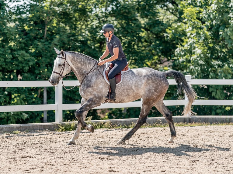 Photographie équestre