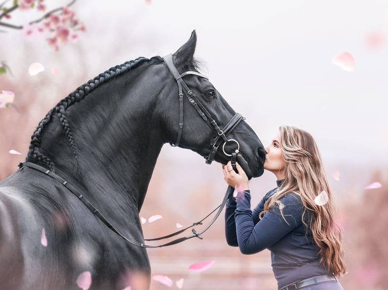 Photographie équestre