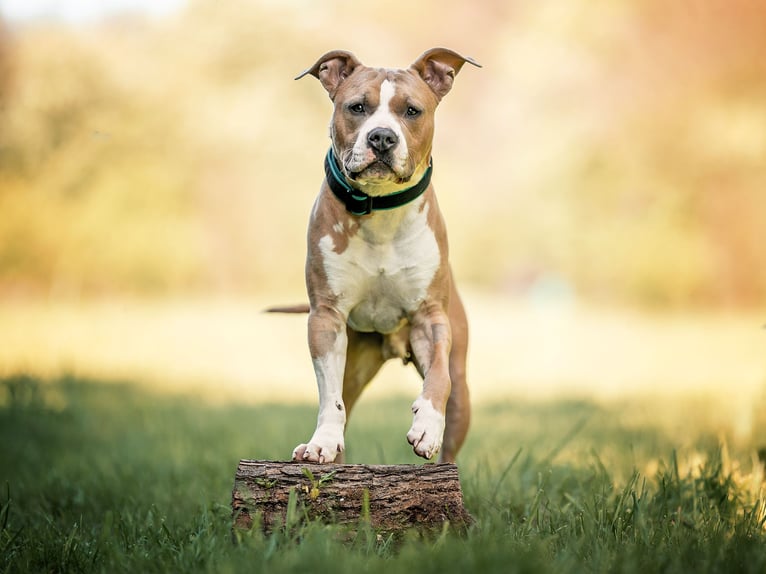 Photographie équestre