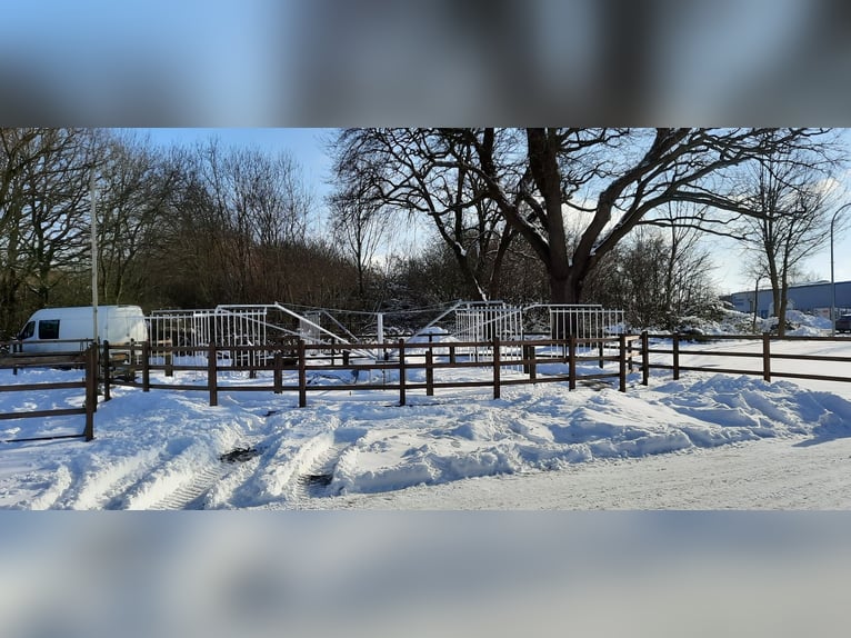 Piste de mise en route, marcheur de chevaux, marcheur pour chevaux, tapis de marche pour chevaux, ma