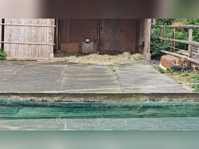 5 x Paddockmatten a' 10 m