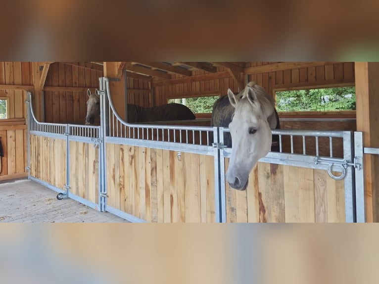 Fabrication de box pour chevaux et accessoires selon vos souhaits !