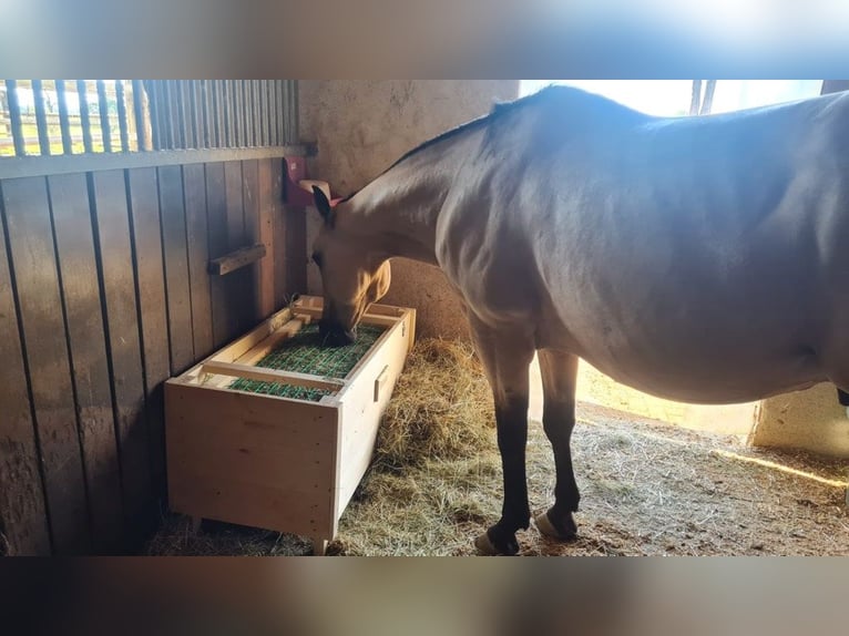 Heubox Heukiste Slowfeeder Neu