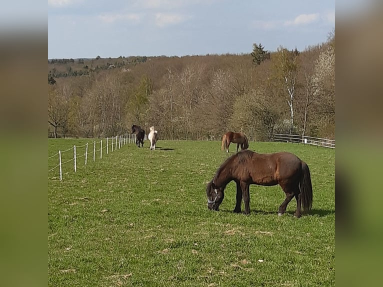 1 offene Box für Isländerwallach , ab Frühjahr 1 Paddockbox für verträgl. Wallachbis max 155cm