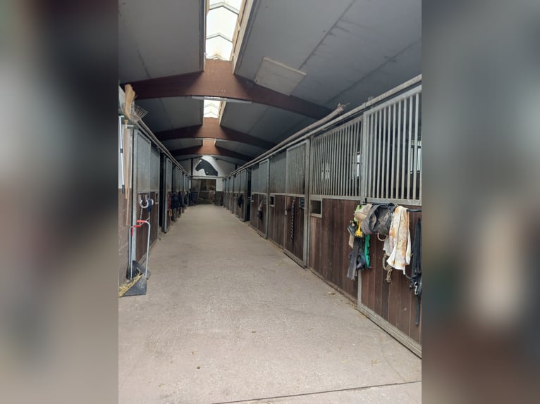 2 freie Boxen in privater Stallgemeinschaft